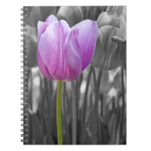 Spring Purple Tulip on Black and White Spiral Notebook