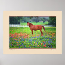 Spring Ranch - Texas Poster