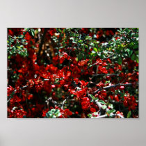Spring Red Poster posters