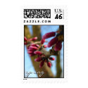 Spring Redbud Stamps by brioalegria Spring Redbud Stamps