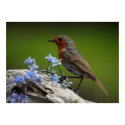 Spring Robin posters