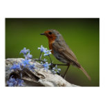 robin, bird, spring, bluebell, wildlife, season,