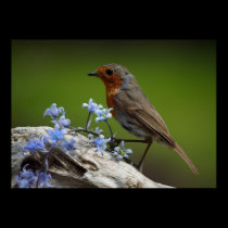 Spring Robin posters