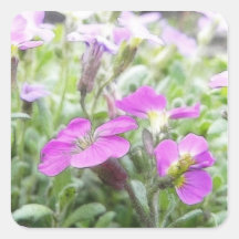 Spring Rock Cress Flowers Square Stickers