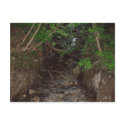 Spring Runoff Photo postcards