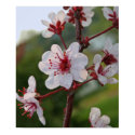 Spring Sand Cherry Blossoms posters