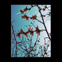 Spring Skies Postcard postcards