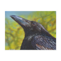 Spring Sky Crow Raven Notecard Post Card