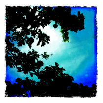 Spring Sky through branches - art print