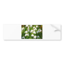 Spring Snowflake & Summer Snowflake or Loddon Lily Bumper Sticker