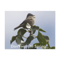 SPRING SONG BIRD Collection postcards by WILDERNESS_SHOP SPRING SONG BIRD Collection postcards
