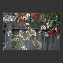"Spring Squirrel" posters