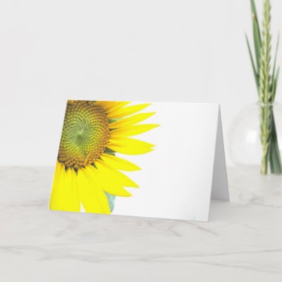 Spring sunflowers greeting cards