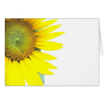 Spring sunflowers greeting cards
