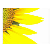 Spring sunflowers post cards