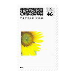 Spring sunflowers postage stamps