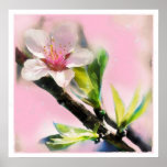 Spring sunrise,poster