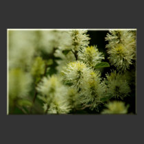 Spring Thistling Poster posters by dduhaime55 Spring Thistling Poster posters