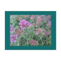 Spring Thyme Postcard