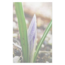 Spring Time!  Crocus Bud Stationery Paper