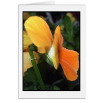 Spring Time Flower cards
