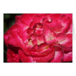 Spring Time Flowers cards