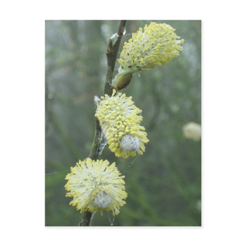 Spring time postcard