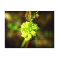 Spring time postcards