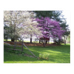 Spring Trees Poster Print
