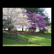 Spring Trees Poster Print