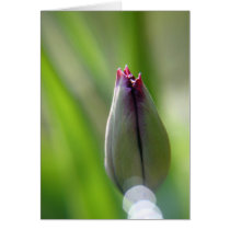 Spring Tulip cards
