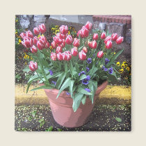 Spring Tulip Clay Pot magnets