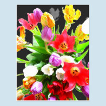 Spring Tulip Flowers postcards