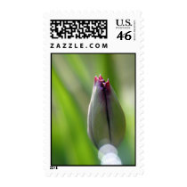 Spring Tulip stamps