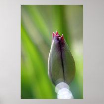 Spring Tulip posters