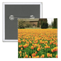 Spring tulips bloom in front of old barn. pinback button