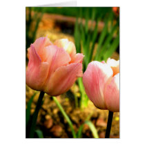 Spring Tulips cards