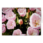 Spring Tulips Card