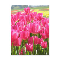 Spring Tulips in Oregon postcards