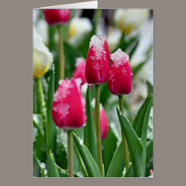Spring Tulips in the Snow cards