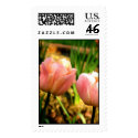 Spring Tulips (Large) postage