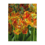 Spring Tulips Post Cards