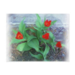 Spring tulips postcards
