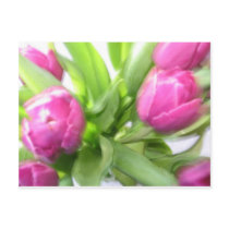 SPRING TULIPS postcards