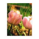 Spring Tulips postcards by lioneyes Spring Tulips postcards