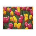 Spring Tulips postcards by DesignsbyMel Spring Tulips postcards