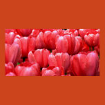 tulips, fresh flowers, flowers, garden, spring