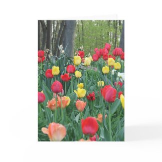 Spring Tulips Red, Yellow, Orange, Happy Spring