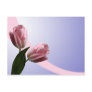 Spring Tulips Save The Date Postcard