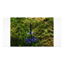 Spring Visitor Picture Card